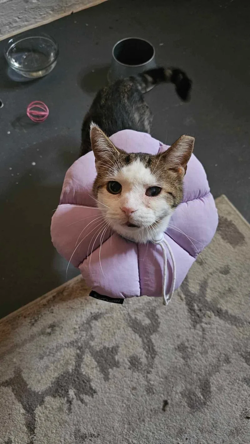 Sweet Potato