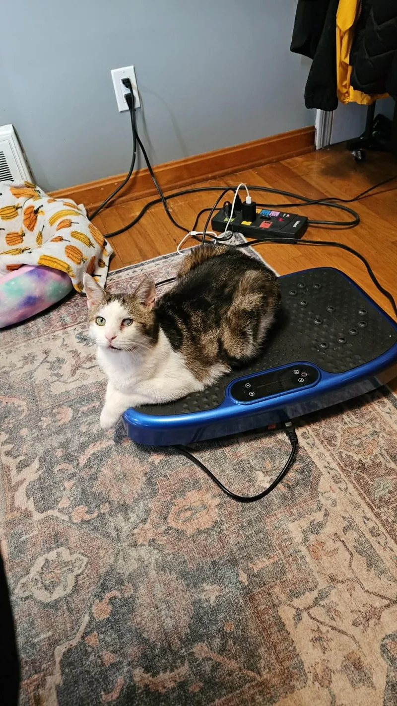 Sweet Potato thumbnail 2