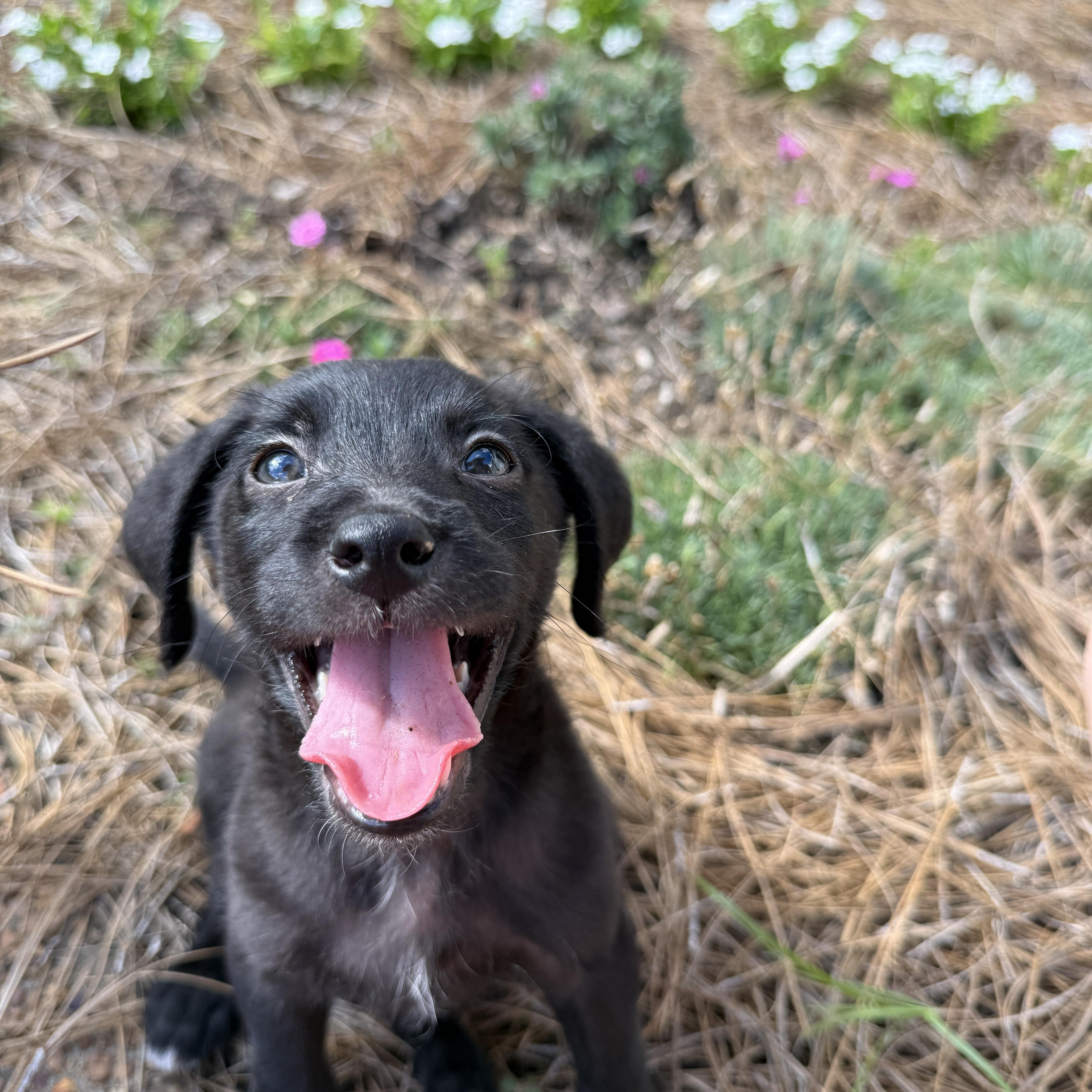 A baby medium-sized male Black Miniature Schnauzer dog named Benito for adoption in Cordova, TN
