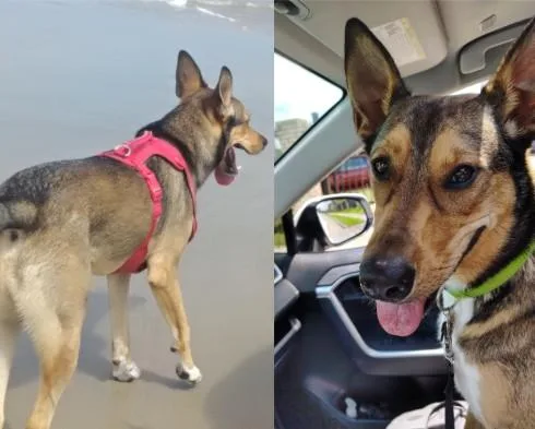 A young small-sized male German Shepherd Dog dog named Reed for adoption in Houston, TX