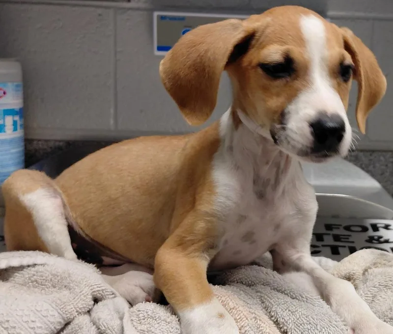 A baby small-sized female Hound dog named Gabby for adoption in Henderson, NC