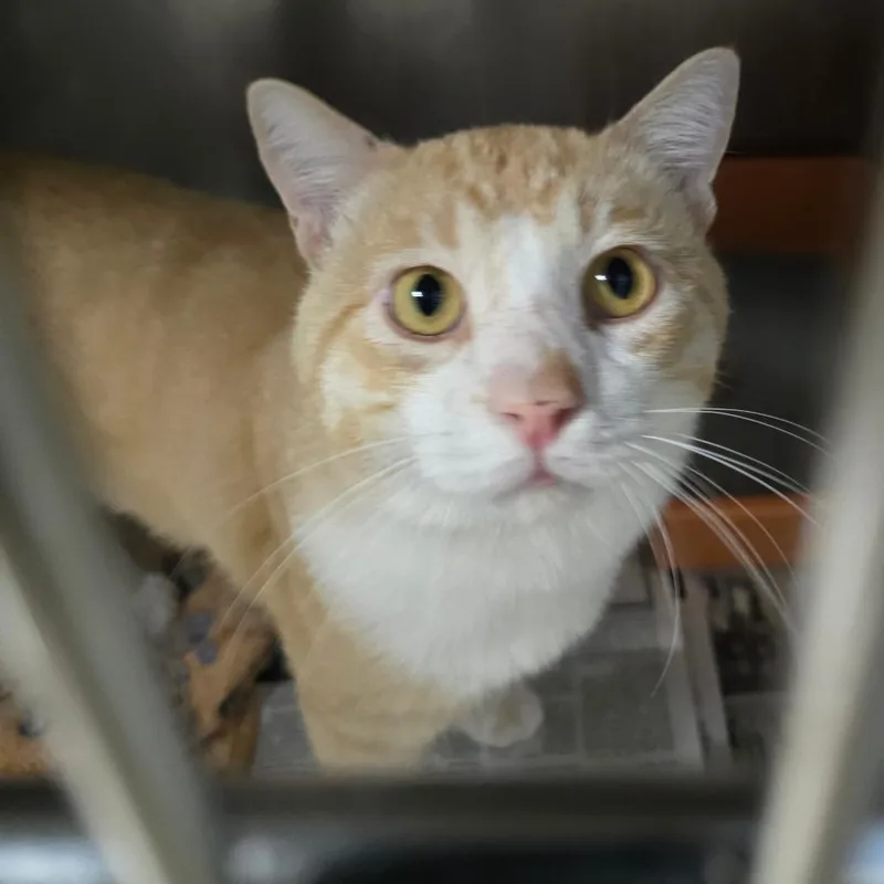 A senior large-sized male Domestic Short Hair cat named Jack the Giant for adoption in San Antonio, TX