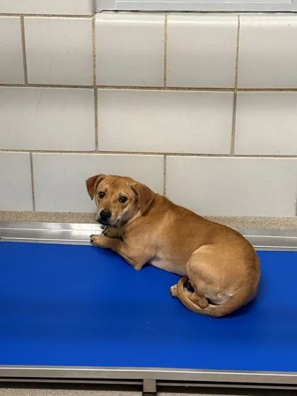 A young medium-sized female Retriever dog named Fiesta for adoption in North Richland Hills, TX