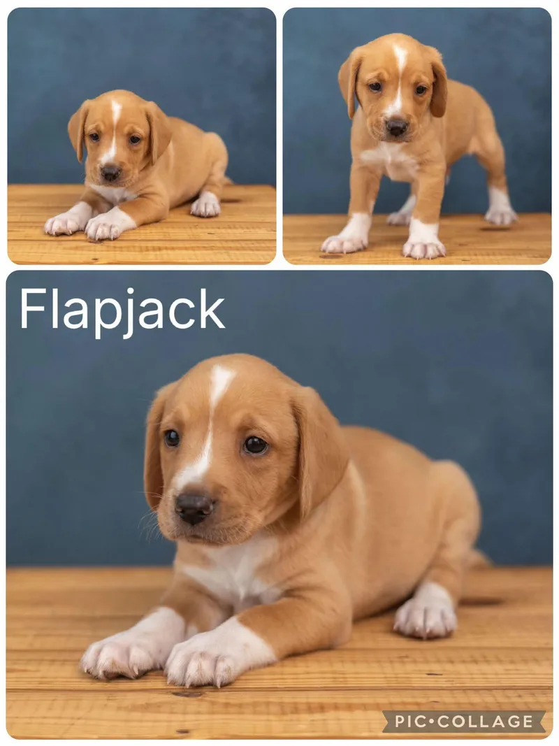 A baby medium-sized male Beagle dog named Flapjack for adoption in Enterprise, AL