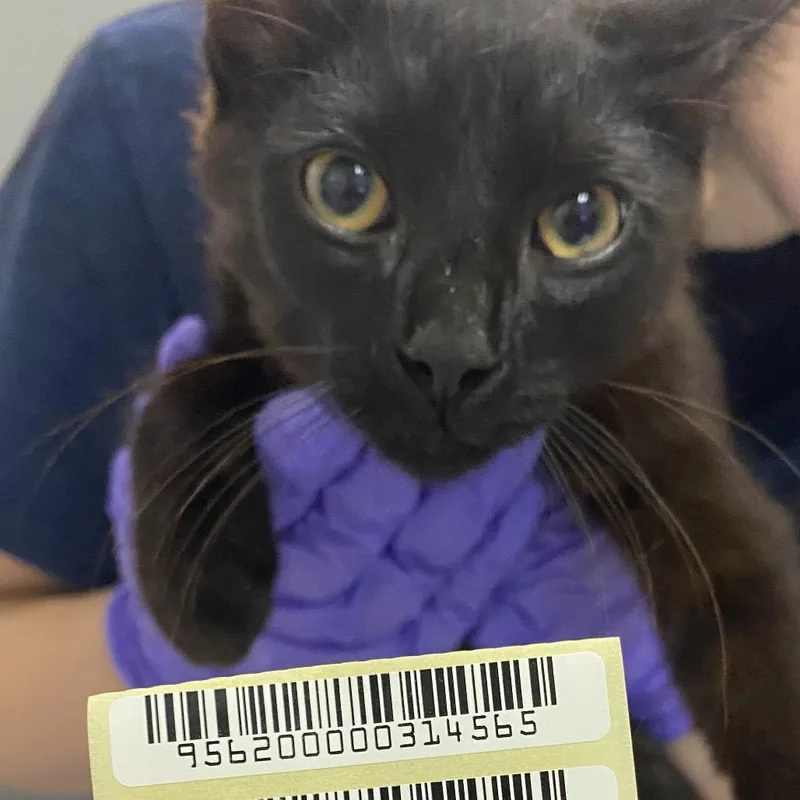 A young small-sized male Black Domestic Short Hair cat named Oogie Boogie for adoption in Charleston, WV