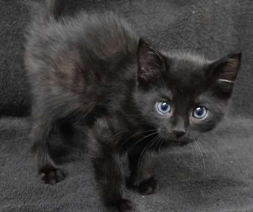 A baby medium-sized male Black Domestic Short Hair cat named Billard for adoption in Thief River Falls, MN