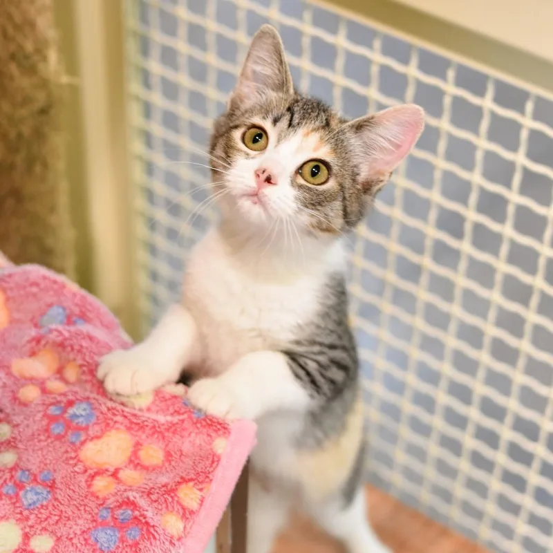 A baby small-sized female Calico Domestic Short Hair cat named Violet Beauregarde for adoption in Kailua Kona, HI