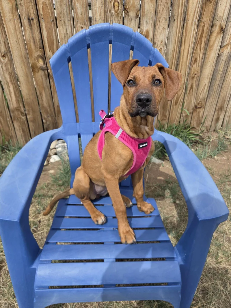 A baby medium-sized female German Shepherd Dog dog named Peggy for adoption in Aurora, CO
