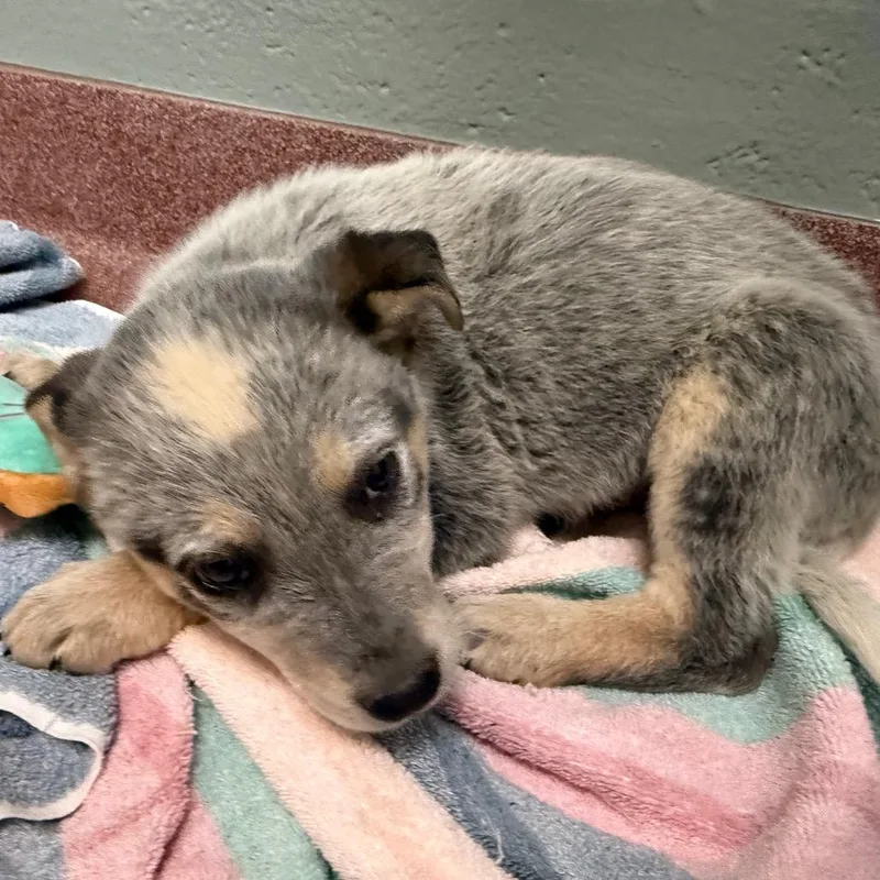 A young small-sized male Gray / Blue / Silver Australian Cattle Dog / Blue Heeler dog named Snap for adoption in Asheville, NC