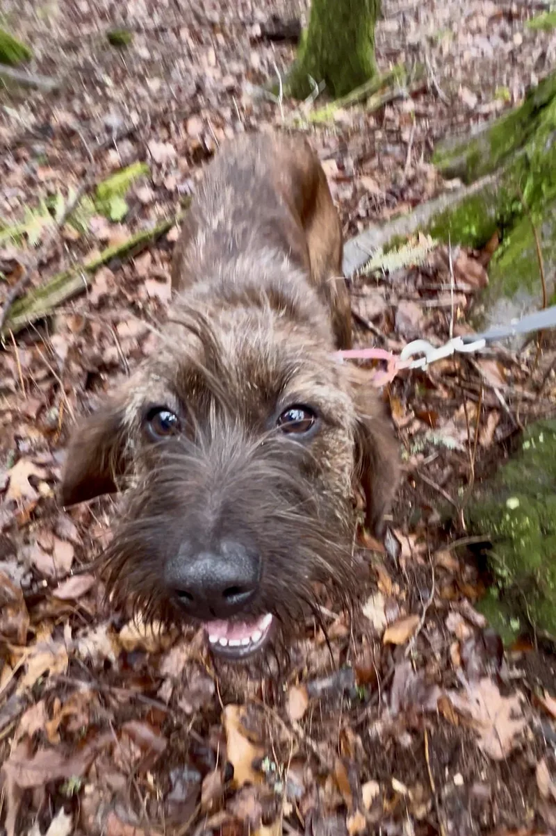 Quesadilla thumbnail 2