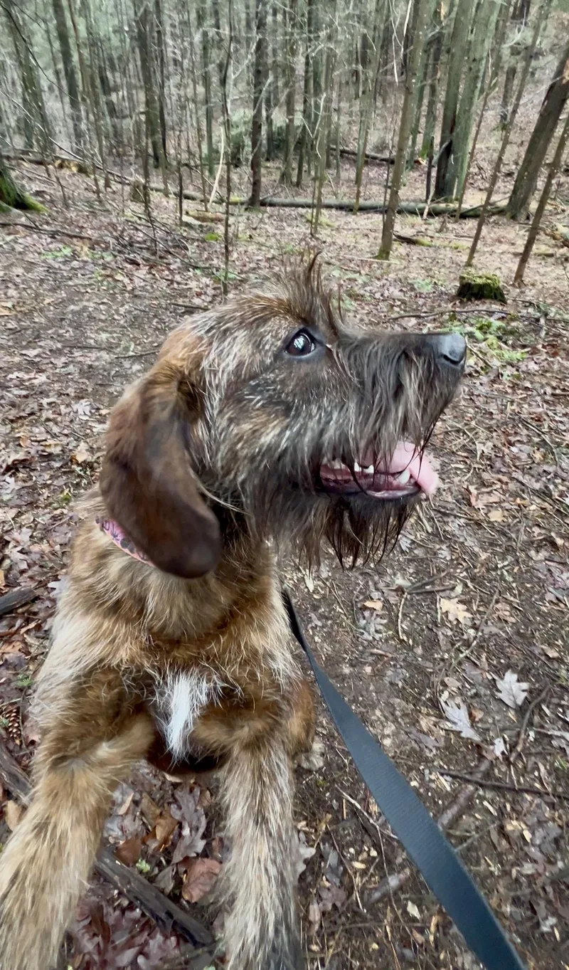 Quesadilla thumbnail 3