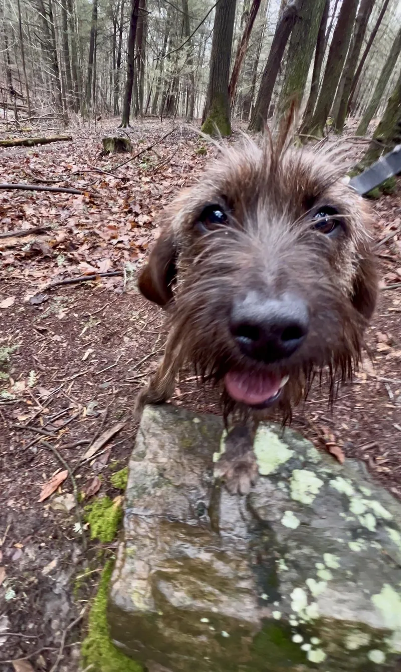 Quesadilla thumbnail 4