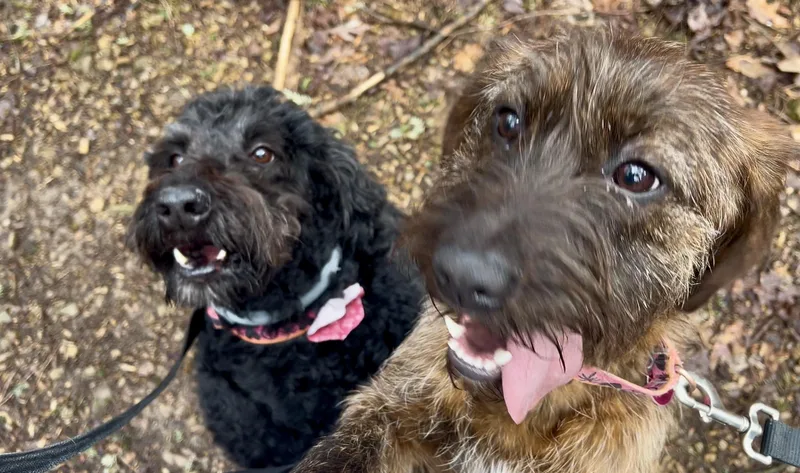 Quesadilla thumbnail 5