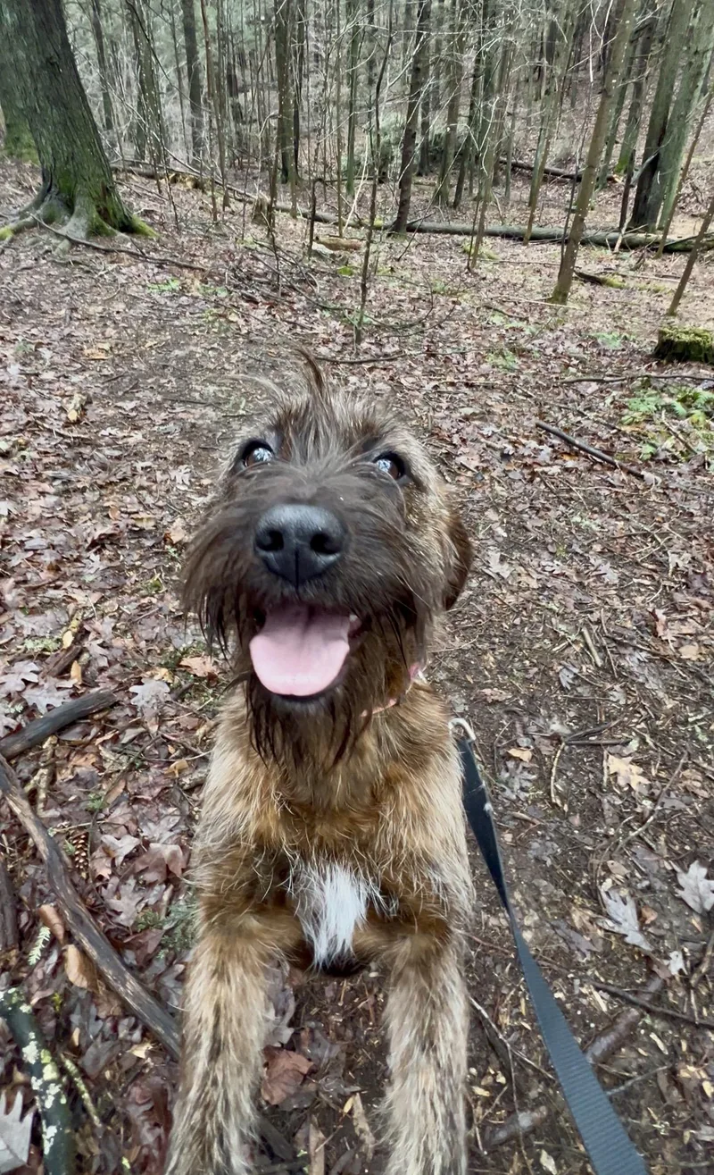 Quesadilla thumbnail 6