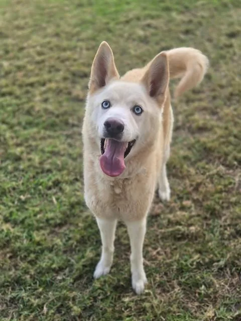 An adult large-sized male Siberian Husky dog named Egg Nog for adoption in Riverside, CA