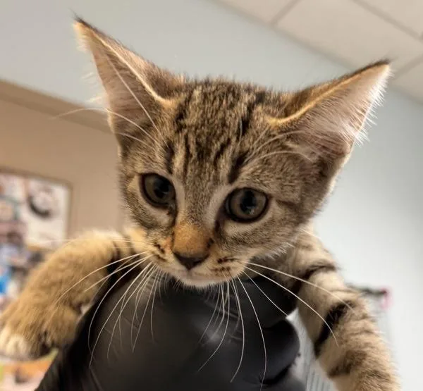 A baby small-sized female Domestic Short Hair cat named Michelle for adoption in San Diego, CA