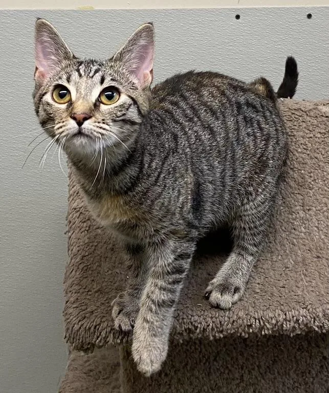 A baby medium-sized female Tabby (Brown / Chocolate) Domestic Short Hair cat named Abilene for adoption in Los Angeles, CA