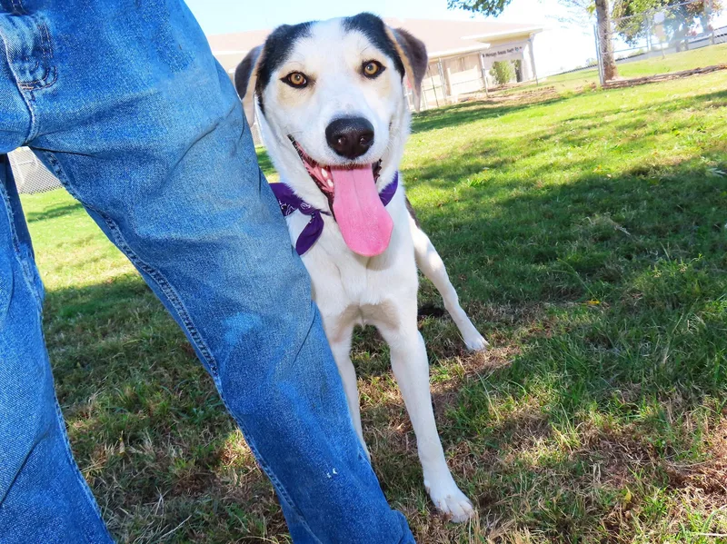 A baby large-sized male Labrador Retriever dog named Roscoe C for adoption in Rogers, AR