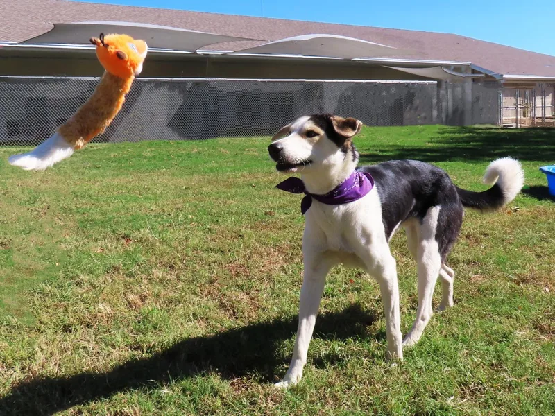 Roscoe C thumbnail 3