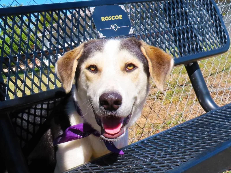Roscoe C thumbnail 4