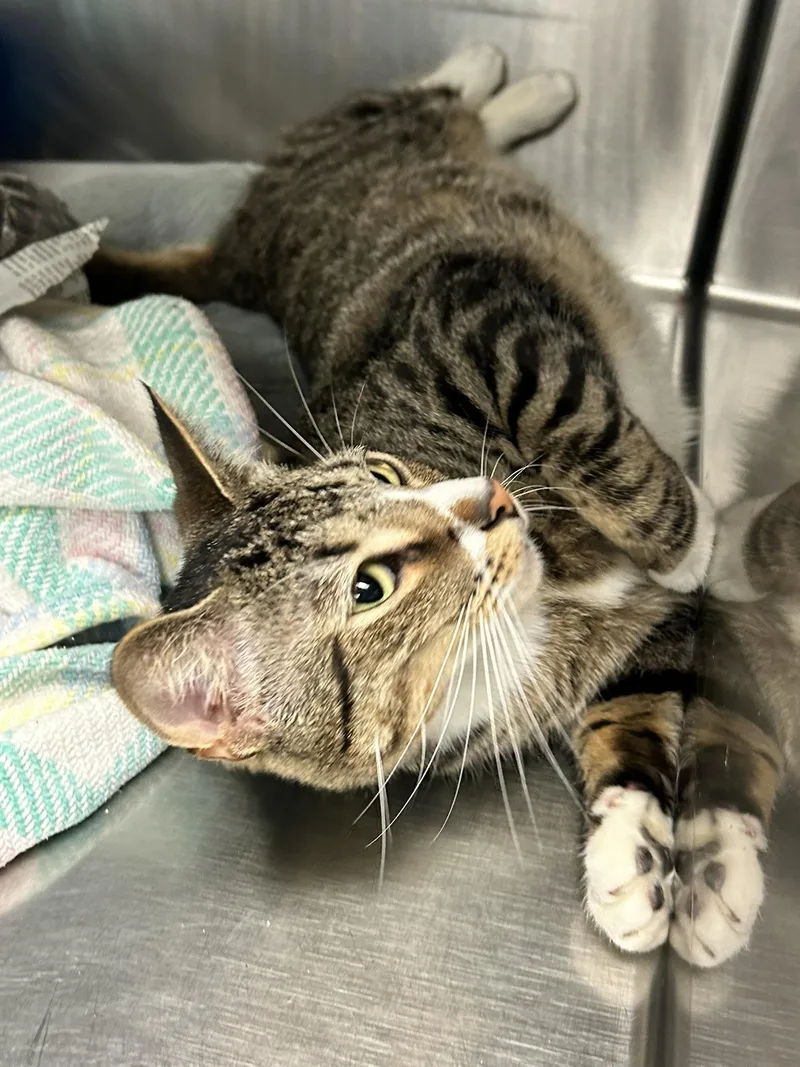 An adult medium-sized male Tabby (Brown / Chocolate) Domestic Short Hair cat named Bode for adoption in Sudbury, MA