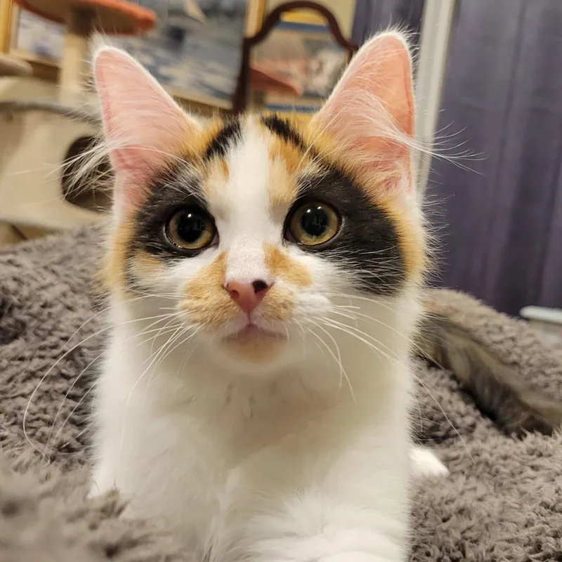 A baby small-sized female Calico Domestic Long Hair cat named Tammy Faye for adoption in Hopkinton, MA