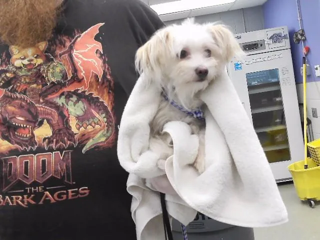An adult small-sized female Maltese dog named Willow for adoption in Omaha, NE