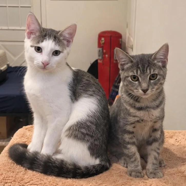 A baby medium-sized male Domestic Short Hair cat named Cash & Waylon for adoption in LAKE HOPATCONG, NJ