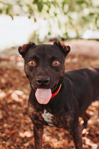 An adult medium-sized female American Staffordshire Terrier dog named a Harleigh for adoption in North Charleston, SC