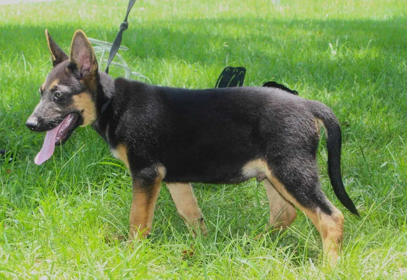Diesel wks Neuter Contract