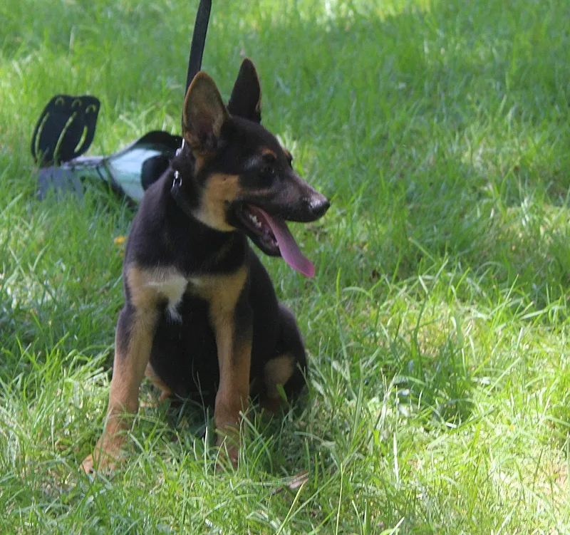 Diesel wks Neuter Contract thumbnail 2