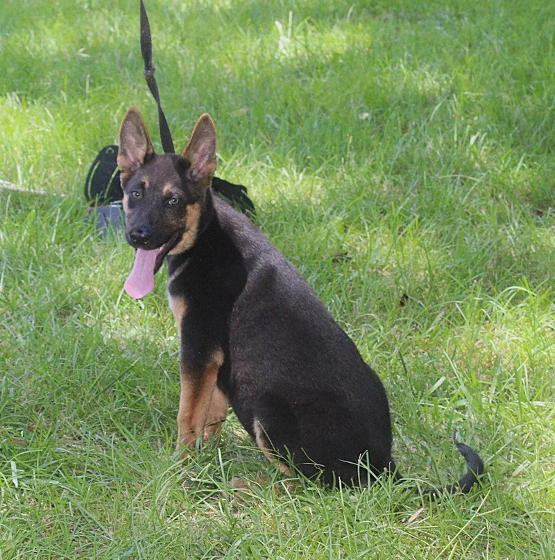 Diesel wks Neuter Contract thumbnail 3