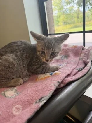A baby small-sized male Gray / Blue / Silver Domestic Short Hair cat named Chickadee for adoption in Harbor Springs, MI