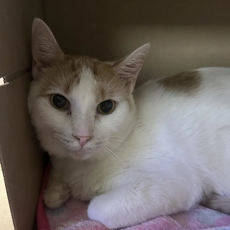 A young medium-sized male White Domestic Short Hair cat named Tang for adoption in New York, NY