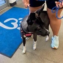 YORKStray