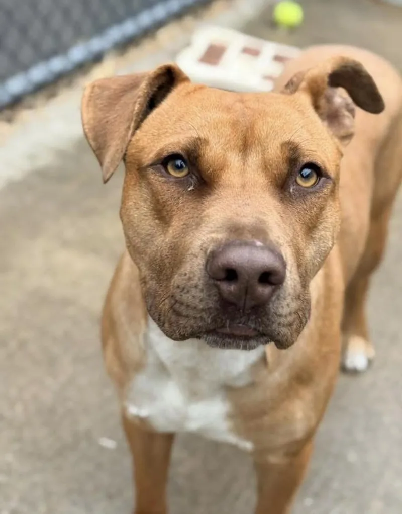An adult medium-sized male Brown / Chocolate Pit Bull Terrier dog named Manolo for adoption in Chicago, IL