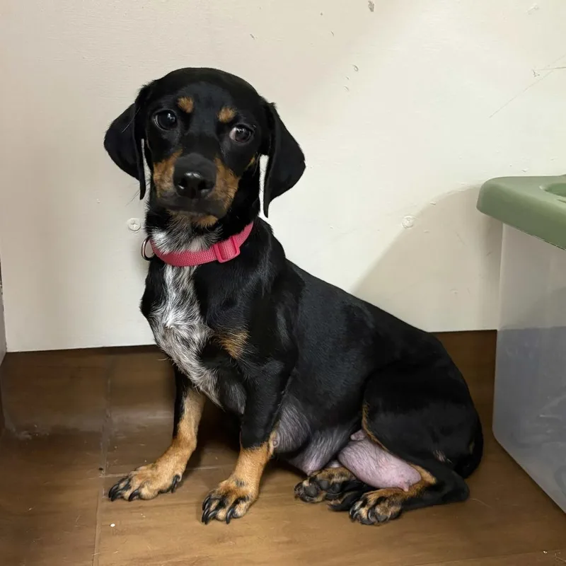 Colette