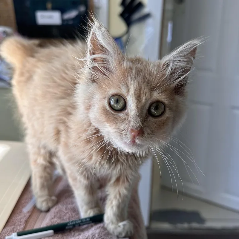 A baby small-sized female Buff / Tan / Fawn Domestic Medium Hair cat named Olly for adoption in East Smithfield , PA