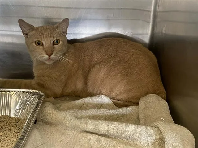 An adult medium-sized male Domestic Short Hair cat named Sol for adoption in Tustin, CA