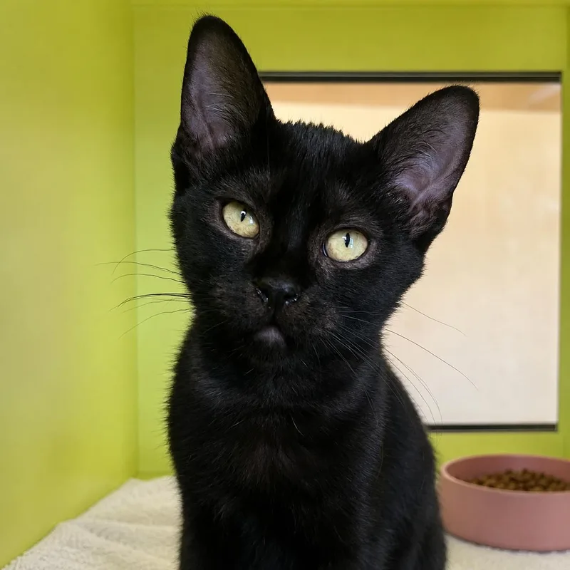 A baby medium-sized female Black Domestic Short Hair cat named Floatie for adoption in Pontiac, MI