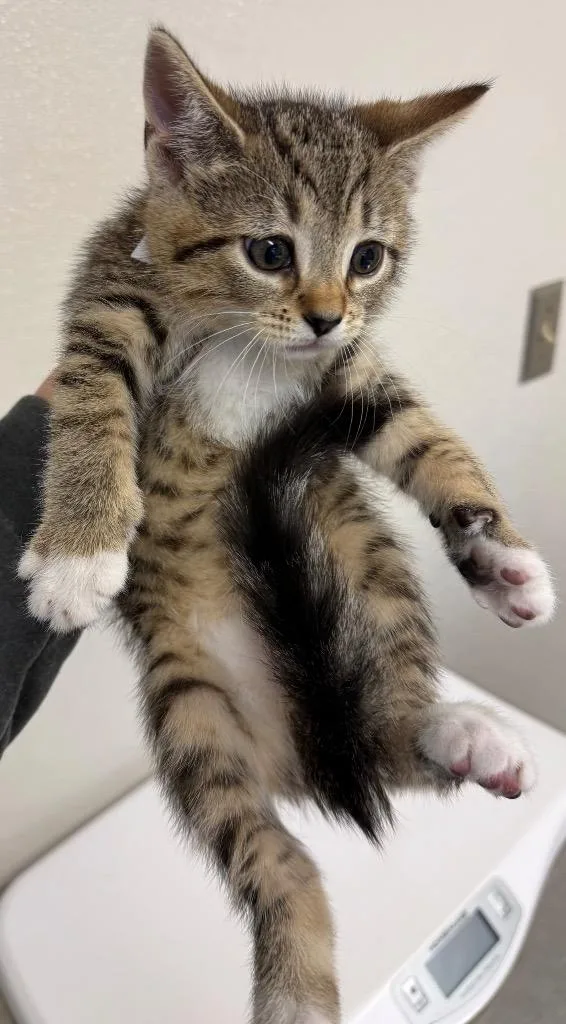 A baby small-sized male Domestic Short Hair cat named Spike for adoption in Greencastle, IN