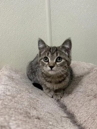 A young medium-sized female American Shorthair cat named Tinkerbell for adoption in Cashiers, NC