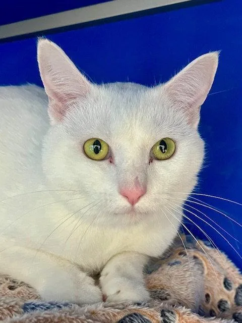 An adult small-sized female White Domestic Short Hair cat named Vixie for adoption in Webster, WI