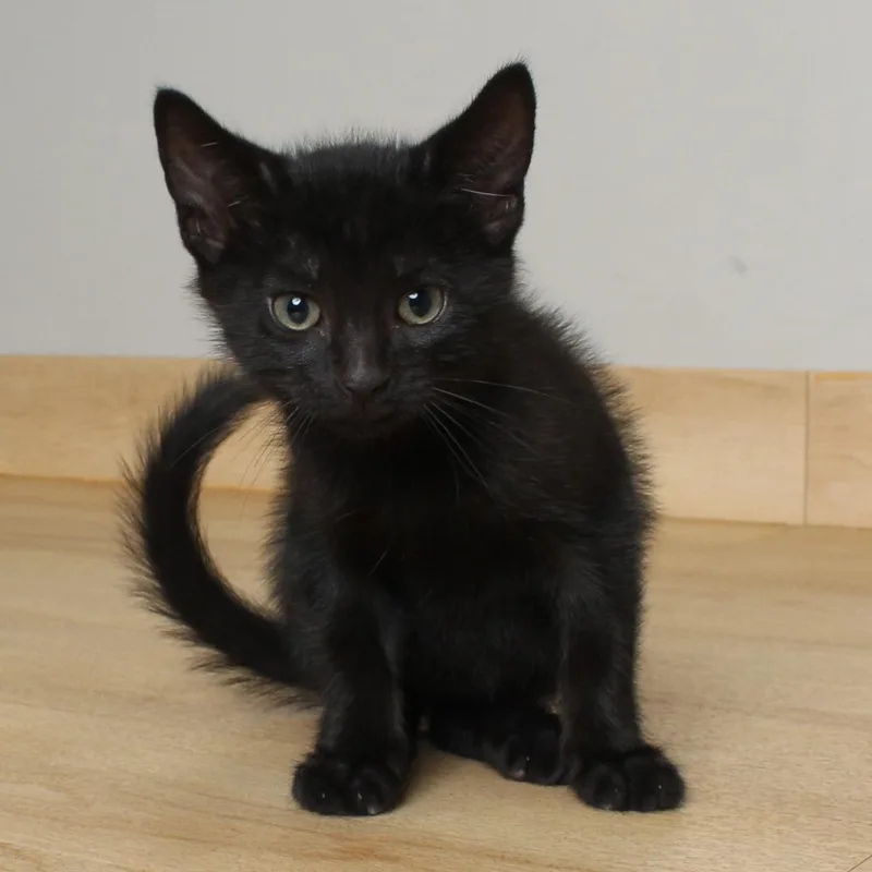 A baby small-sized male Black Domestic Short Hair cat named Marsale C for adoption in Minnetonka, MN