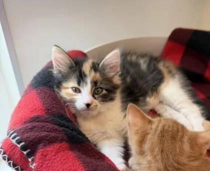 A baby small-sized female Domestic Short Hair cat named Onesie for adoption in Sultan, WA