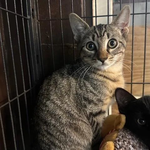 A baby small-sized male Gray / Blue / Silver Domestic Short Hair cat named Louie for adoption in Enterprise, AL