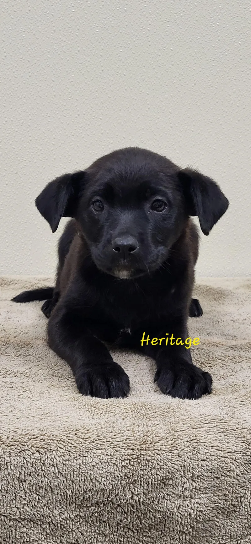 A baby medium-sized female Black Labrador Retriever dog named Heritage for adoption in Marion, MS