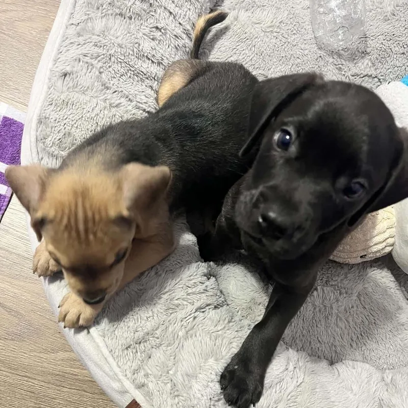 A baby medium-sized male Yellow / Tan / Blond / Fawn Mixed Breed dog named Spice for adoption in Springboro, OH