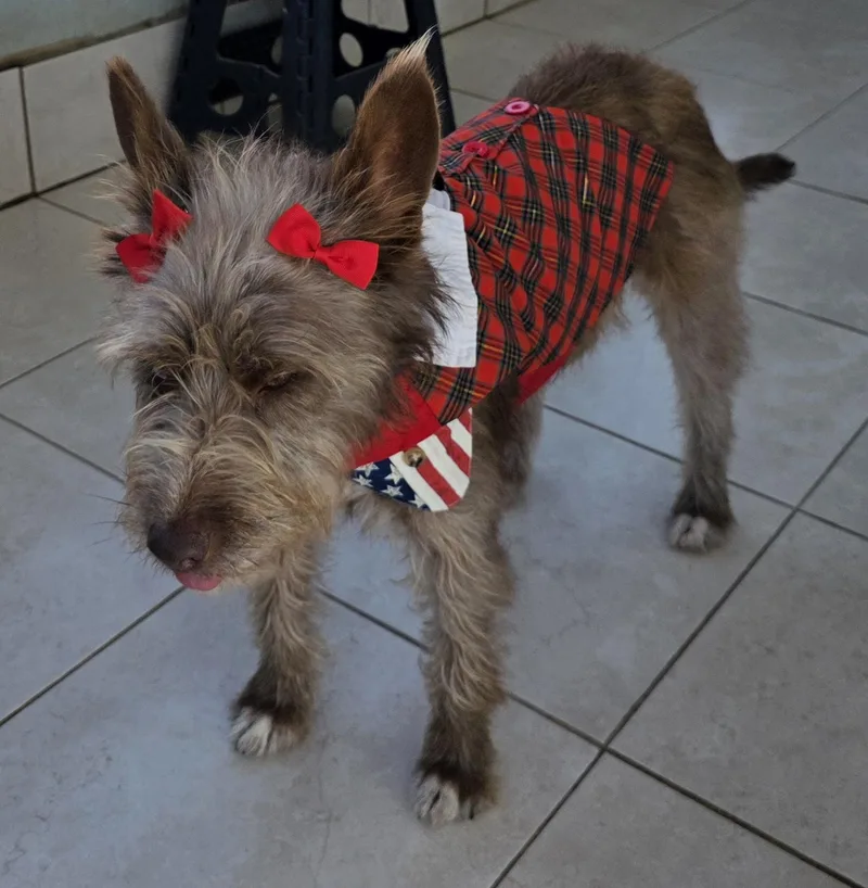 A young small-sized female Brown / Chocolate Cairn Terrier dog named Cokoa for adoption in Fallbrook, CA