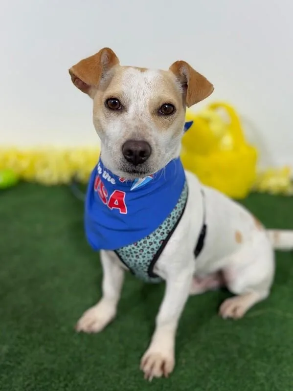 A young small-sized male White / Cream Jack Russell Terrier dog named Brave for adoption in Carlsbad, CA